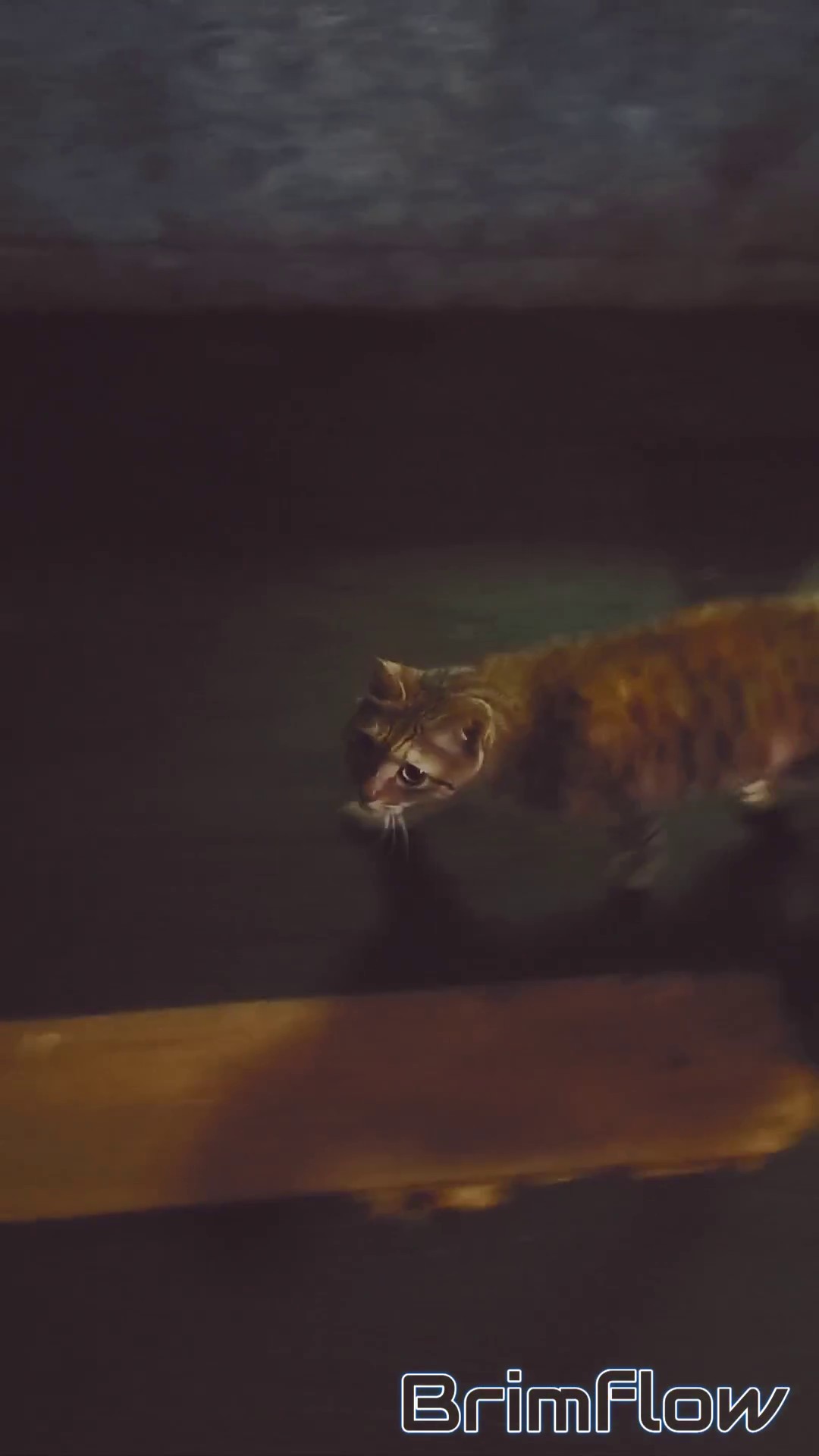 暖狸日记：夏天的夜晚，它又来蹲饭了