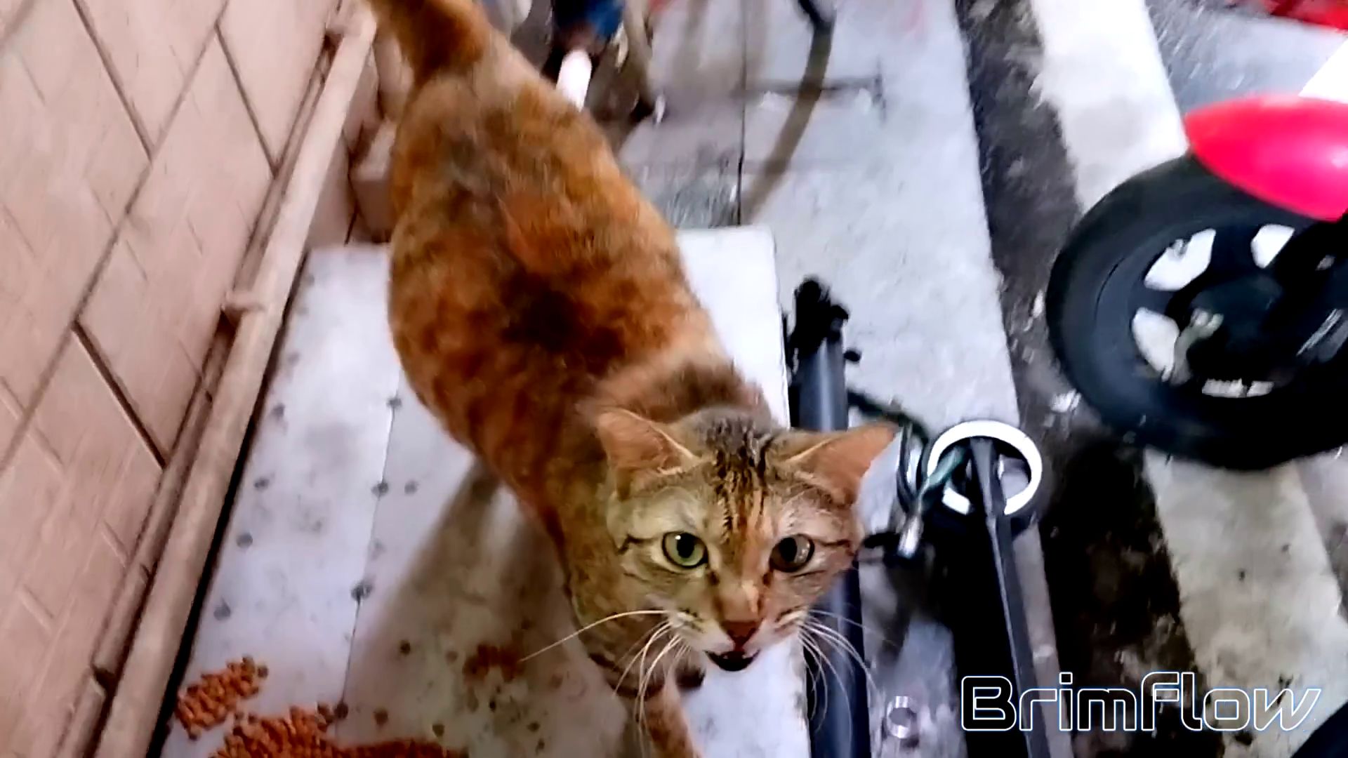 暖狸日记：人们的好意，它没吃完也记得住