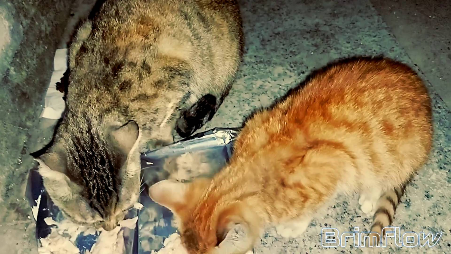 暖狸日记：秋冬季，那只该独立的崽子还紧紧跟着她