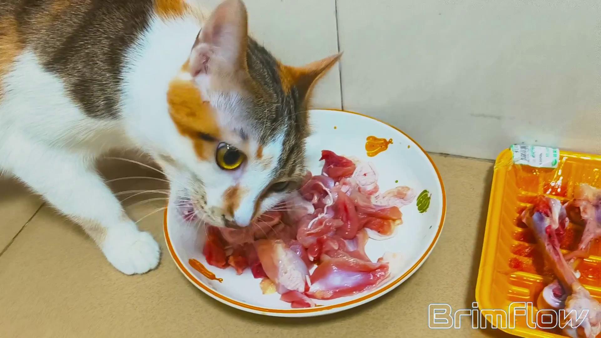 三花猫吃新鲜鸡肉